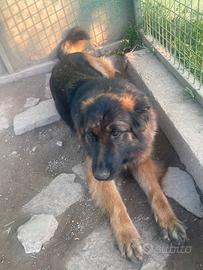 Pastore tedesco femmina