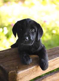 Labrador Retriever