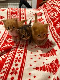 Cucciolo di Maine coon pronti per natale