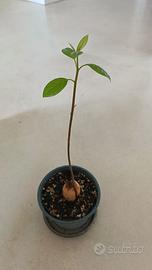 Piante di avocado