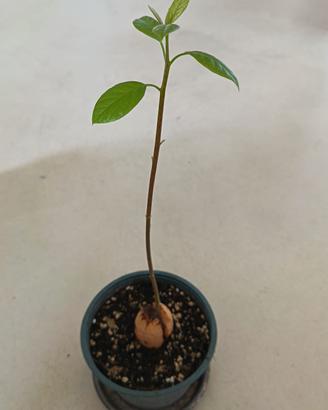 Piante di avocado