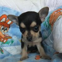 Cucciolino Chihuahua toy