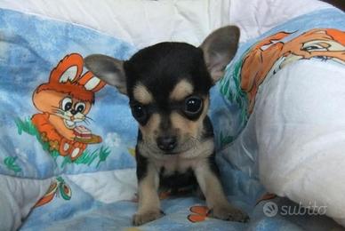 Cucciolino Chihuahua toy