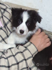 Cuccioli border collie