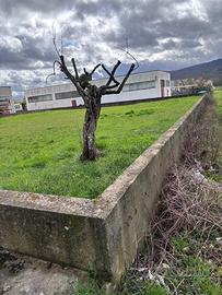 Lotto edificabile artigianale a Trestina