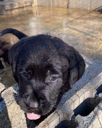 Labrador