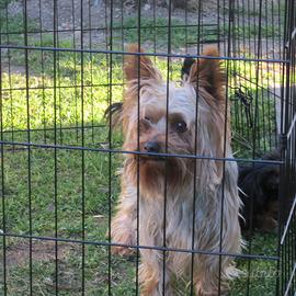 Yorkshire maschio per accoppiamento