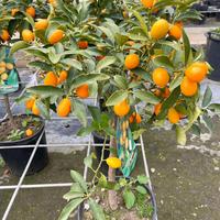 Pianta kumquat o mandarino cinese