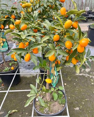 Pianta kumquat o mandarino cinese
