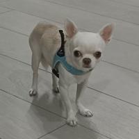 Chihuahua messicano