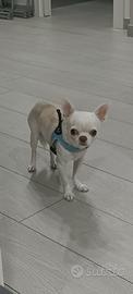 Chihuahua messicano