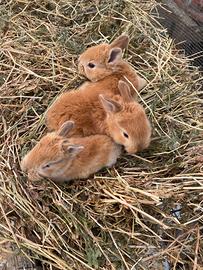 Conigli piccoli