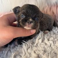 Chihuahua meraviglia