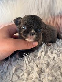 Chihuahua meraviglia