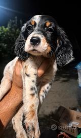 setter inglese tricolore femmina 