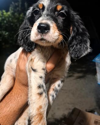setter inglese tricolore femmina 