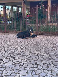 Pit bull terrier ukc per monta senza pedigree