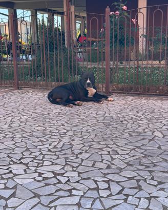 Pit bull terrier ukc per monta senza pedigree