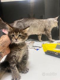 Maine Coon XXL Top Giganti Garantiti
