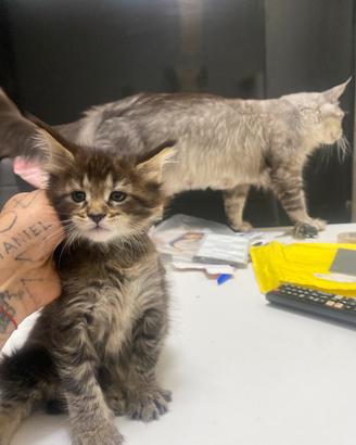 Maine Coon XXL Top Giganti Garantiti