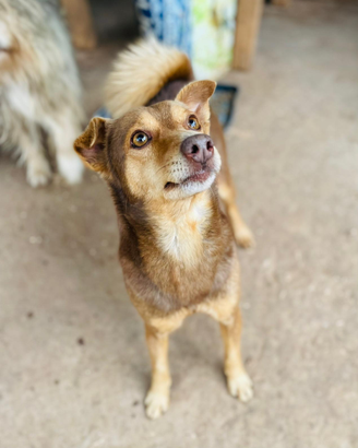 Maschio taglia poccola