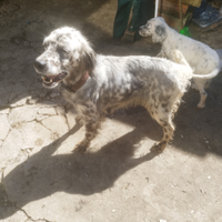 Setter 4 anni con cucciolone