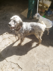 Setter 4 anni con cucciolone