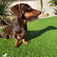 Bassotto kaninchen cioccolato accoppiamento