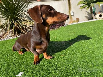 Bassotto kaninchen cioccolato accoppiamento