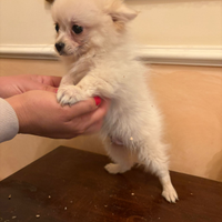 Spitz tedesco maschio