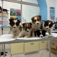 Cuccioli di border colli ALTA GENEALOGIA