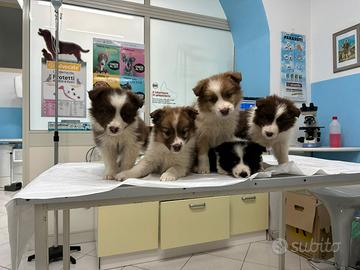 Cuccioli di border colli ALTA GENEALOGIA