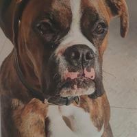 Boxer