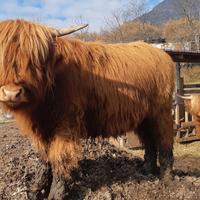 Vitelli e vitelle hingland