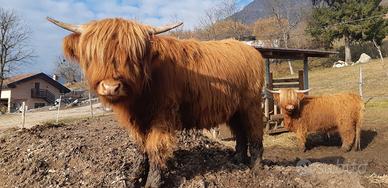 Vitelli e vitelle hingland