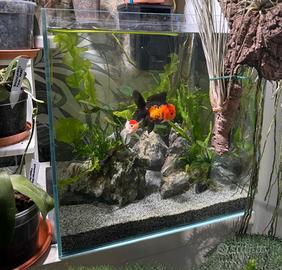 Acquario dolce e marino
