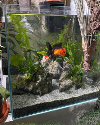 Acquario dolce e marino