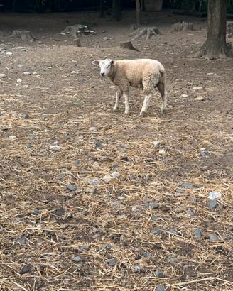 Pecora texel