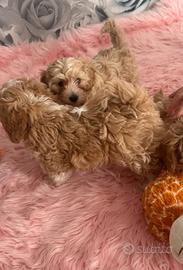 Cuccioli di maltipoo maschi e femmine