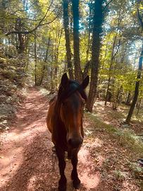 Cavallo maschio