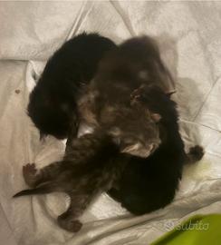 Gattini persiani