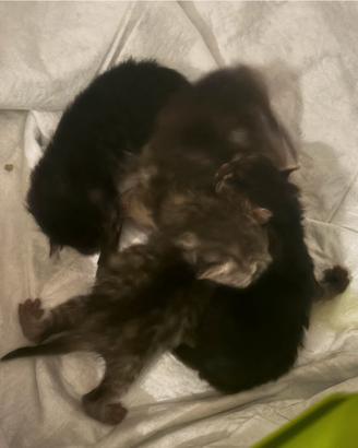 Gattini persiani