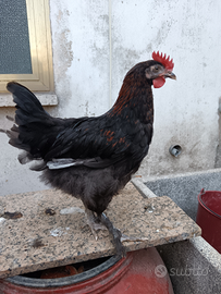 Galletti Marans