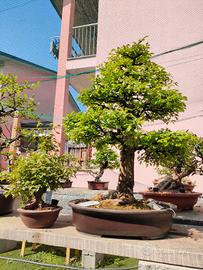 bonsai e prebonsai 