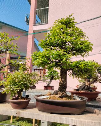 bonsai e prebonsai 