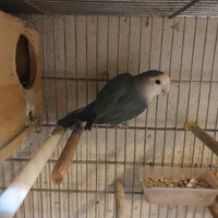 Inseparabile rosencollis femmina