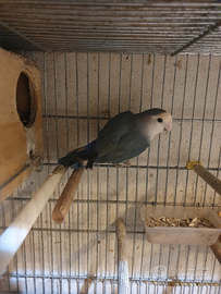 Inseparabile rosencollis femmina