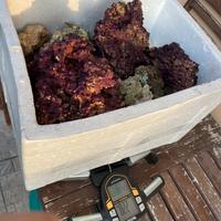 Roccia per Acquario Marino