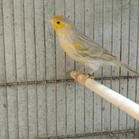 Coppia canarini agata