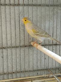 Coppia canarini agata